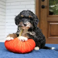 Phoebe, a female Miniature Bernedoodle for sale in Narvon, PA – 3 of 6