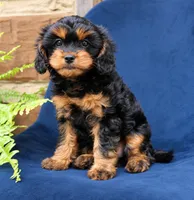 Willow, a female Cavapoo for sale in Narvon, PA – 1 of 8