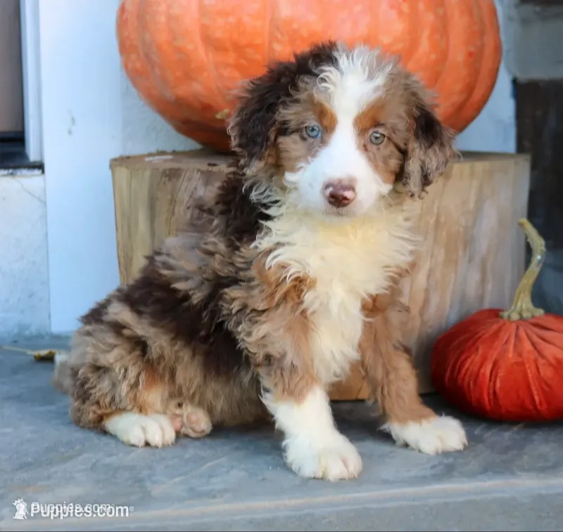 Bella  – Miniature Bernedoodle puppy for sale in Narvon, PA
