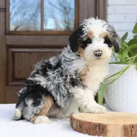 processed/e29e14d7-17a3-4ab0-84b8-0ca509778cdc/listing/9616c63e-398b-41e4-96e9-662acffbdbb1/27120a80-78a3-4403-9d7a-82e4dbbd608e