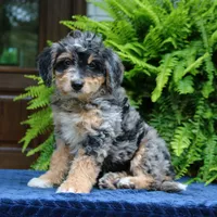 Roland, a male Bernedoodle for sale in Narvon, PA – 7 of 9