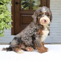 Luke, a male Bernedoodle for sale in Narvon, PA – 3 of 6