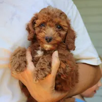 Nixon, a male Goldendoodle for sale in Narvon, PA – 2 of 9