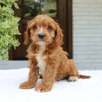 Max, a male Cavapoo for sale in Narvon, PA – 4 of 6
