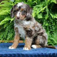Ruby, a female Bernedoodle for sale in Narvon, PA – 2 of 9