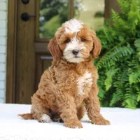 Jalena, a female Cavapoo for sale in Narvon, PA – 3 of 7