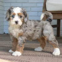 Gemma, a female Bernedoodle for sale in Narvon, PA – 6 of 8