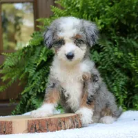 Brooke, a female Bernedoodle for sale in Narvon, PA – 2 of 6