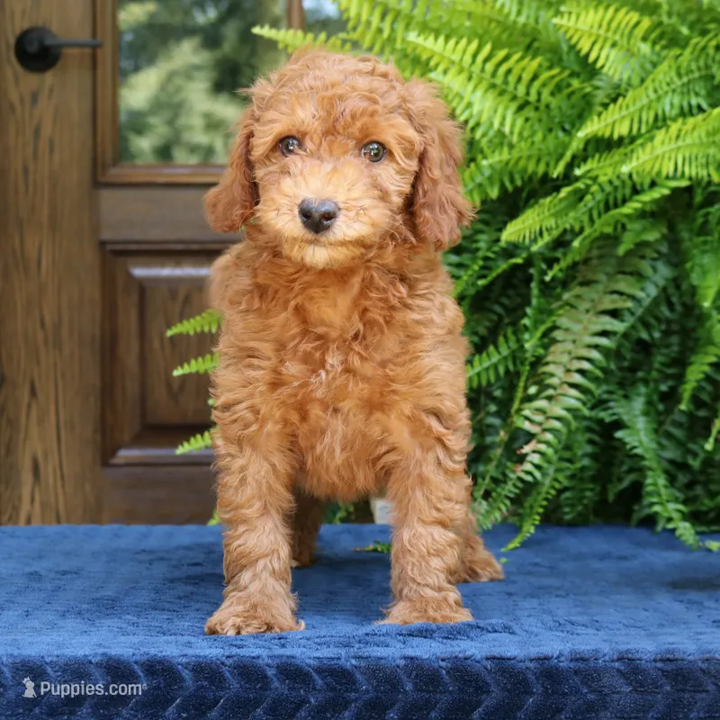 Navy – Goldendoodle puppy for sale in Narvon, PA