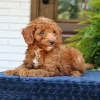 Nixon, a male Goldendoodle for sale in Narvon, PA – 5 of 9