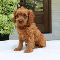 Mason, a male Cavapoo for sale in Narvon, PA – 3 of 6