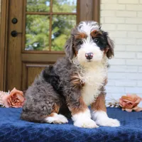 Bruno, a male Bernedoodle for sale in Narvon, PA – 2 of 6
