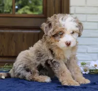 Wendy mini f1bb, a female Miniature Bernedoodle for sale in Narvon, PA – 2 of 5