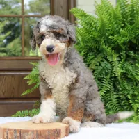 Bentley, a male Bernedoodle for sale in Narvon, PA – 4 of 10