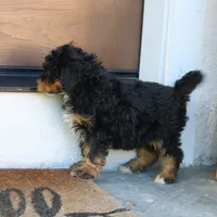 Blair, a female Miniature Bernedoodle for sale in Narvon, PA – 2 of 6
