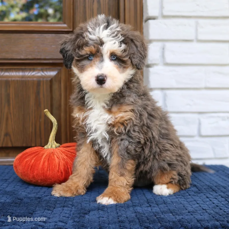 Smokey – Miniature Bernedoodle puppy for sale in Narvon, PA