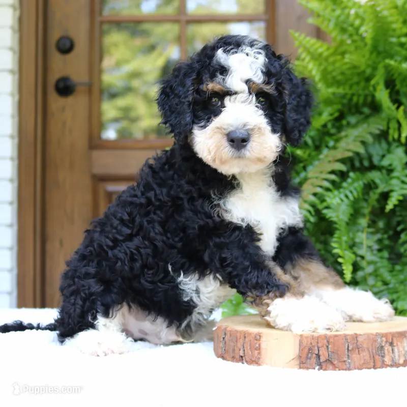 Bear – Bernedoodle puppy for sale in Narvon, PA