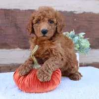 Spike, a male Miniature Goldendoodle for sale in Narvon, PA – 6 of 6