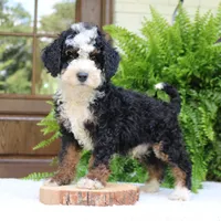 Buster, a male Bernedoodle for sale in Narvon, PA – 4 of 5