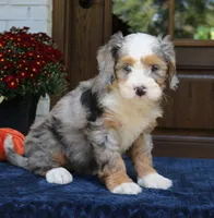 Gemma, a female Bernedoodle for sale in Narvon, PA – 5 of 8