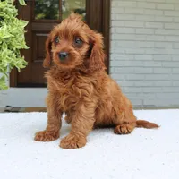 Mason, a male Cavapoo for sale in Narvon, PA – 2 of 6