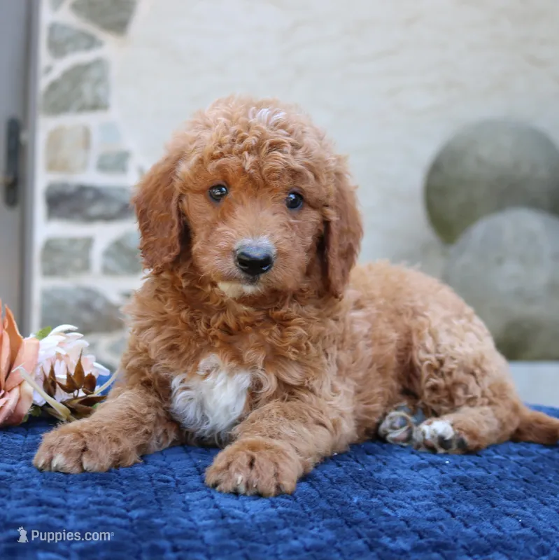 Desmond – Goldendoodle puppy for sale in Narvon, PA