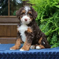 Ruffles, a male Bernedoodle for sale in Narvon, PA – 3 of 8