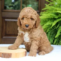 Winston, a male Miniature Goldendoodle for sale in Narvon, PA – 2 of 7