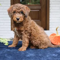 Max, a male Bernedoodle for sale in Narvon, PA – 2 of 8