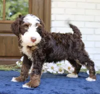 Winston mini f1bb, a male Miniature Bernedoodle for sale in Narvon, PA – 2 of 4