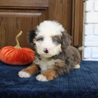 Silas, a male Miniature Bernedoodle for sale in Narvon, PA – 5 of 6