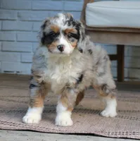 Gigi, a female Bernedoodle for sale in Narvon, PA – 8 of 9