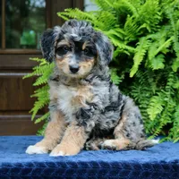 Roland, a male Bernedoodle for sale in Narvon, PA – 2 of 9