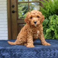 Jordan, a male Cavapoo for sale in Narvon, PA – 2 of 6