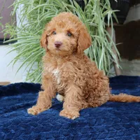 Hazel, a female Goldendoodle for sale in Narvon, PA – 1 of 7