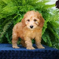 Nash, a male Goldendoodle for sale in Narvon, PA – 3 of 8