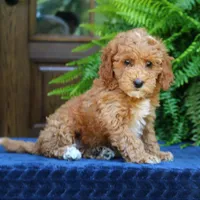 Nelly, a female Goldendoodle for sale in Narvon, PA – 7 of 9