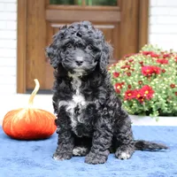 Scout, a male Cavapoo for sale in Narvon, PA – 6 of 6