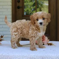 Jett, a male Cavapoo for sale in Narvon, PA – 4 of 5