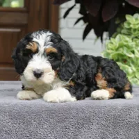 Cash, a male Cavapoo for sale in Narvon, PA – 2 of 6