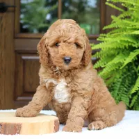 Winston, a male Miniature Goldendoodle for sale in Narvon, PA – 5 of 7