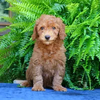 Navy, a male Goldendoodle for sale in Narvon, PA – 7 of 8