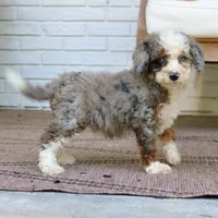 Blake, a male Bernedoodle for sale in Narvon, PA – 9 of 9