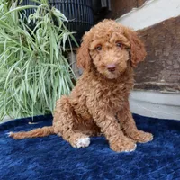 Hugo, a male Goldendoodle for sale in Narvon, PA – 4 of 6