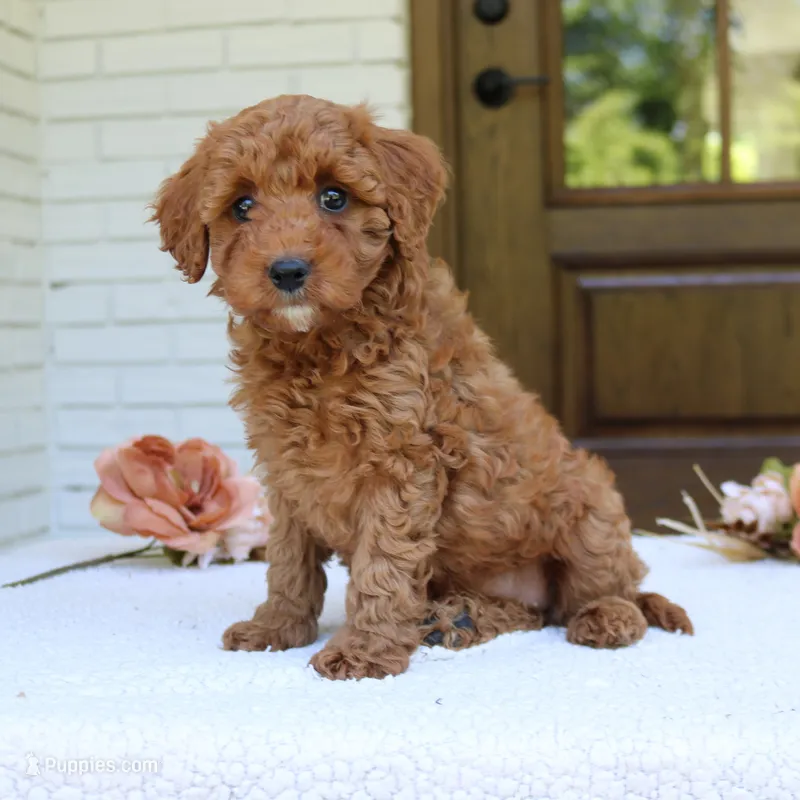 Joy – Cavapoo puppy for sale in Narvon, PA