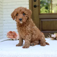 Joy, a female Cavapoo for sale in Narvon, PA – 1 of 6