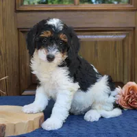 Phoenix, a male Bernedoodle for sale in Narvon, PA – 4 of 7