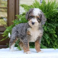 Buddy, a male Bernedoodle for sale in Narvon, PA – 9 of 9