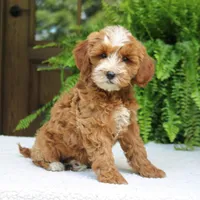 Jalena, a female Cavapoo for sale in Narvon, PA – 2 of 7