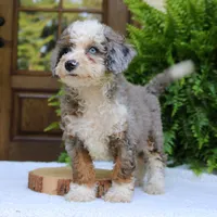 Blake, a male Bernedoodle for sale in Narvon, PA – 7 of 9